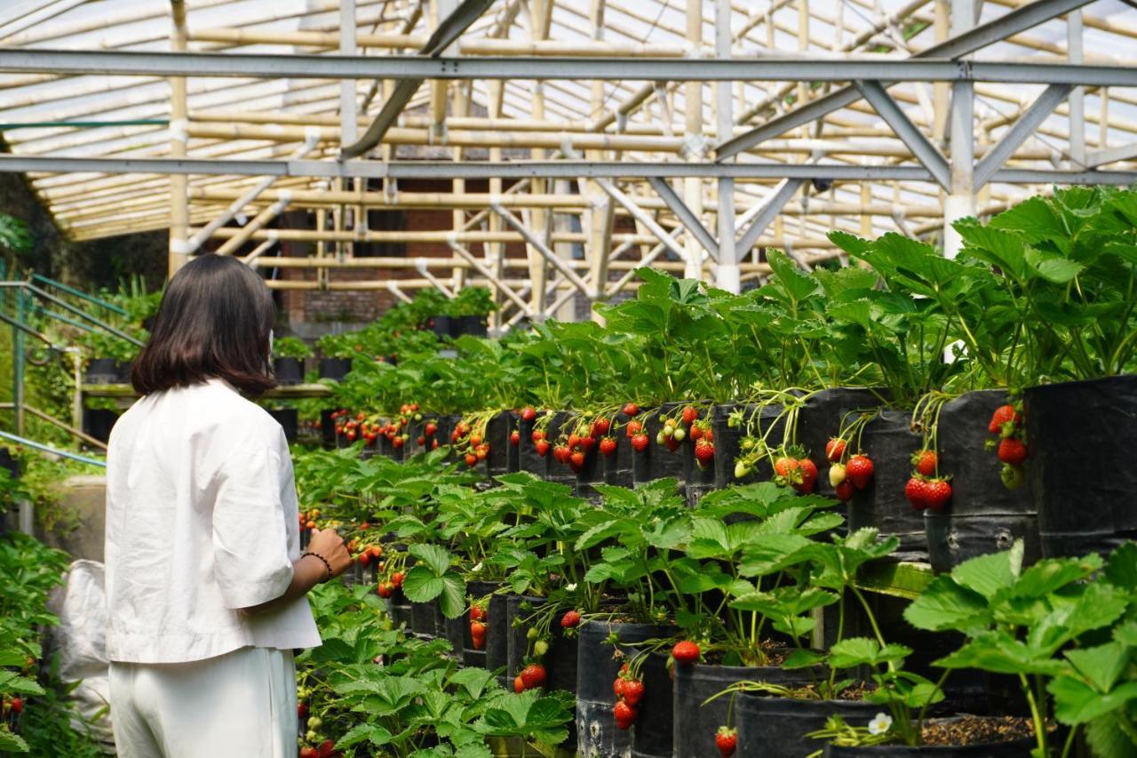 Rumah Stroberi Organic Farm & Family Lodge Lembang Esterno foto